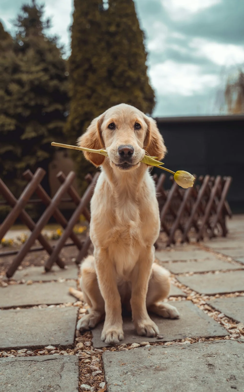 Cão dourado esperando uma família