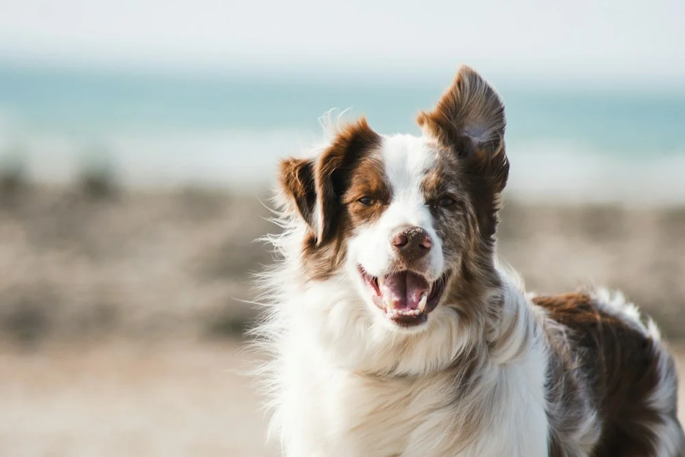Cão branco e marrom à espera de um novo lar